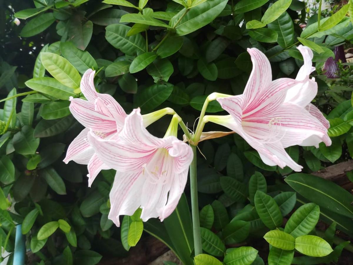 Xuanmai Garden Resort Pakse Bagian luar foto