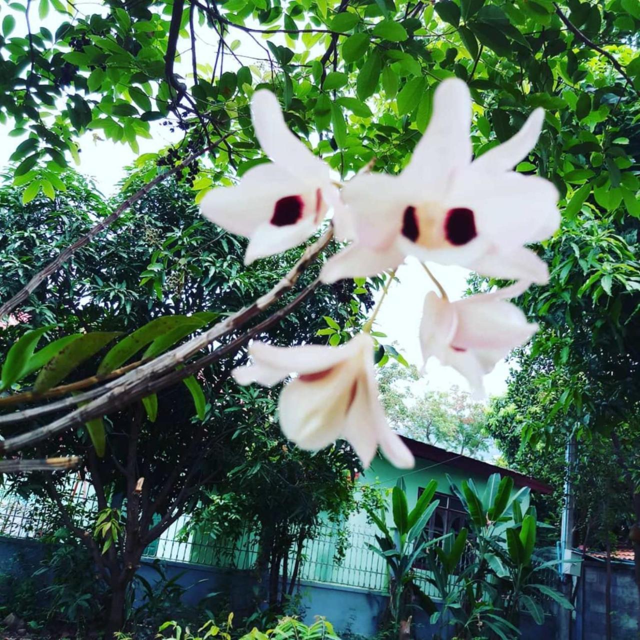 Xuanmai Garden Resort Pakse Bagian luar foto