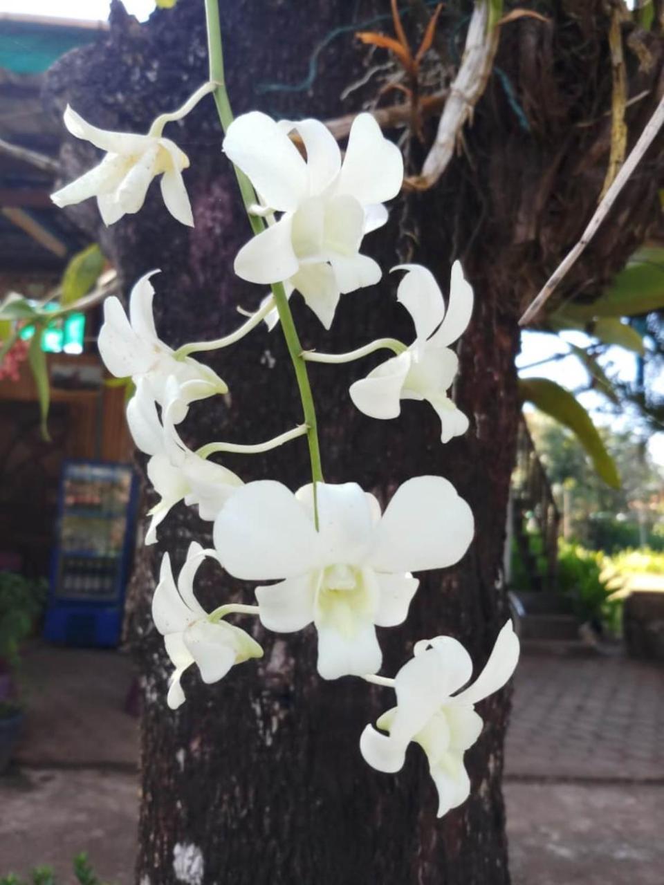 Xuanmai Garden Resort Pakse Bagian luar foto