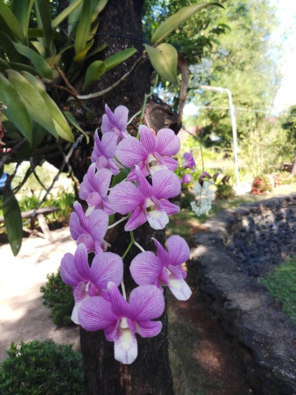 Xuanmai Garden Resort Pakse Bagian luar foto