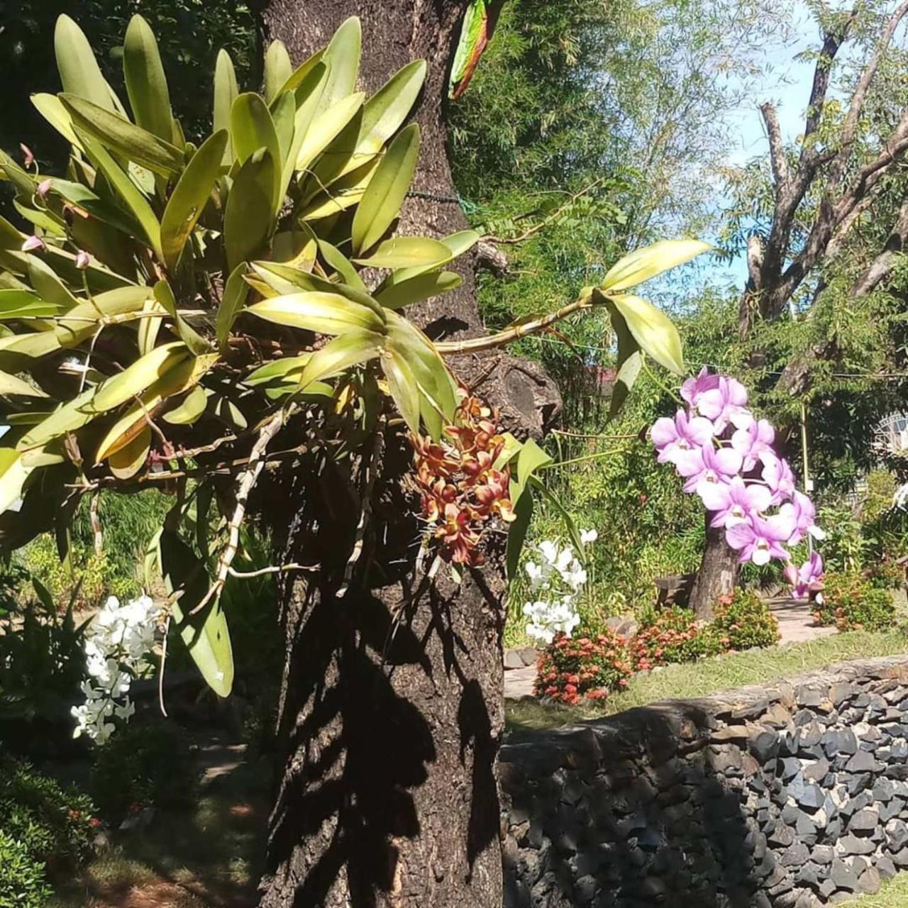Xuanmai Garden Resort Pakse Bagian luar foto